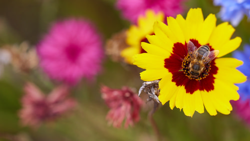 Bee on Golden Tickseed amongst other flowers This is a still life photograph showing a bee collecting nectar on a golden tickseed (Coreopsis) flower in a garden surrounded by other vividly colored flowers, with shades of pink, yellow, and blue present in the blurred background. Captured in the morning during the summer, this scene features a natural setting in Derbyshire, England, United Kingdom. The main subject is a bee, representing insects and animals, actively pollinating amongst golden tickseed plants, part of the diverse floral environment. The close-up perspective highlights the intricate detail of both the bees and flowers, focusing on the importance of pollinators within the United Kingdom's summer plant life.